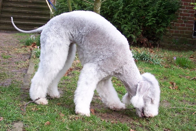 Unsere Hunde 03.02 (3).JPG